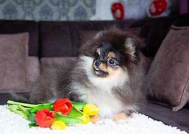 Продажа собак: Шпиц, 5 месяцев, Самец, С прививкой — 10