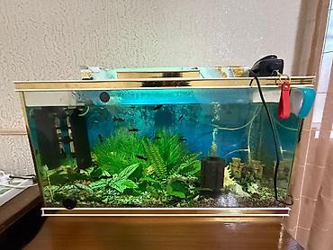 xani baliq: Dördbucaq akvarium, Balıqlarla birlikdə, 90 l — 4