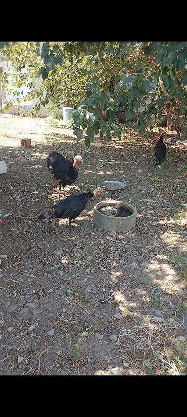 ev quşları haqqında qısa məlumat: Təmiz cins — 3