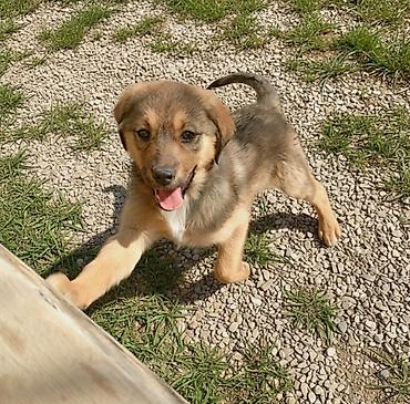 İtlər: 2 ay, Erkek — 9