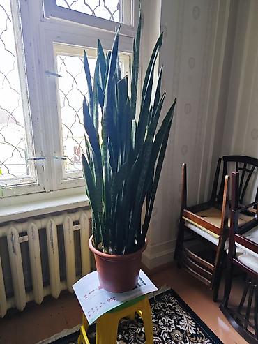 guller ve adlari: Sansevieria – böyük ölçülü dəhliz, ofis küncləri, pəncərə yanı — 1