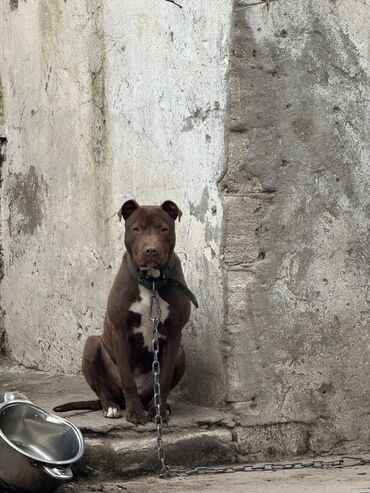 pitbul itlər: Pitbul, 1 il, Dişi