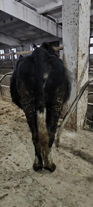 Коровы, быки: Продаю | Корова (самка) | Стельные — 9