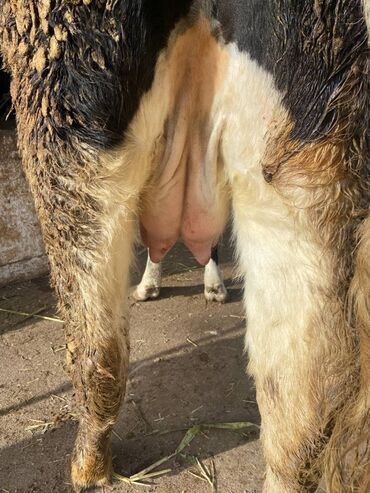 Коровы, быки: Продаю | Корова (самка) | Голштин | Для молока | Стельные — 8