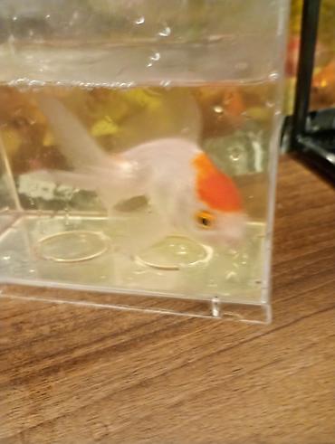 Balıqlar: Oranda, Sülhsevər — 9