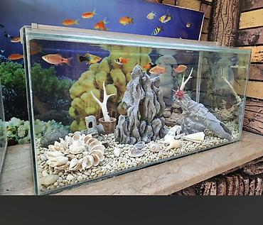akvarium filteri: Akvaryum dəsti – dekorativ komplekt - Şüşə akvaryum (təxminən orta — 1