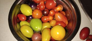 Povrće, voće: Seme domaćih sorti paradajza Opis: - Raznovrsne stare i egzotične — 1