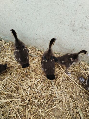 Кошки: Muscovy ördəkləri və balaları - Şəkillərdə müxtəlif rənglərdə