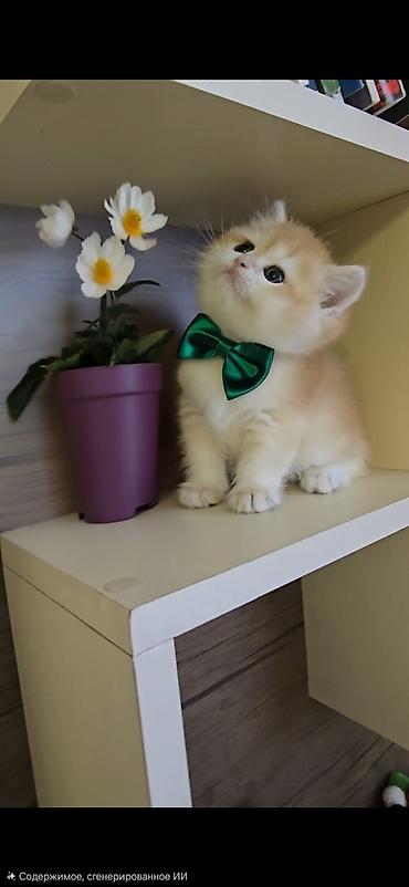 Pişiklər: Britan, Erkək, Dişi — 25