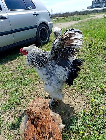 Digər quşlar: 3 dənə xoruzdu Heç 1 yaşları yoxdu 2 si təzə banlamağa başlayıb biri — 14
