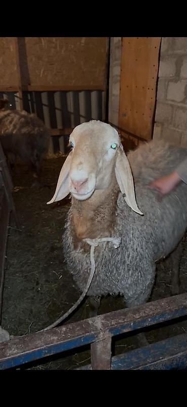 Баран, овца: Продаю | Баран (самец) | Арашан — 4