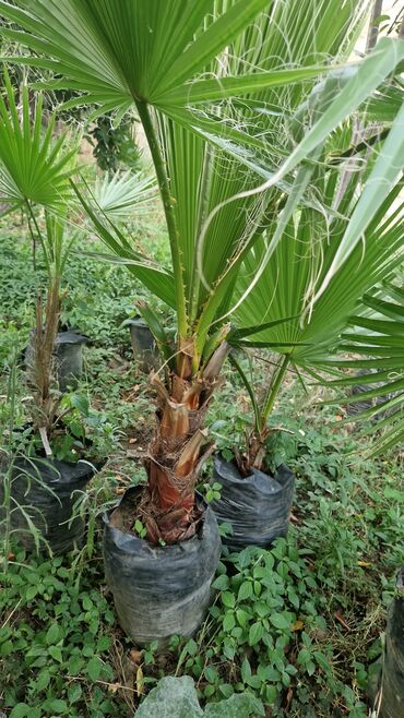 Ağaclar: Vaşınqton palma ağacları satılır qiymətlər palmaya görə dəyişir 10 -da lalafo.az — 15 Ağaclar: Vaşınqton palma ağacları satılır qiymətlər palmaya görə dəyişir 10 — 15