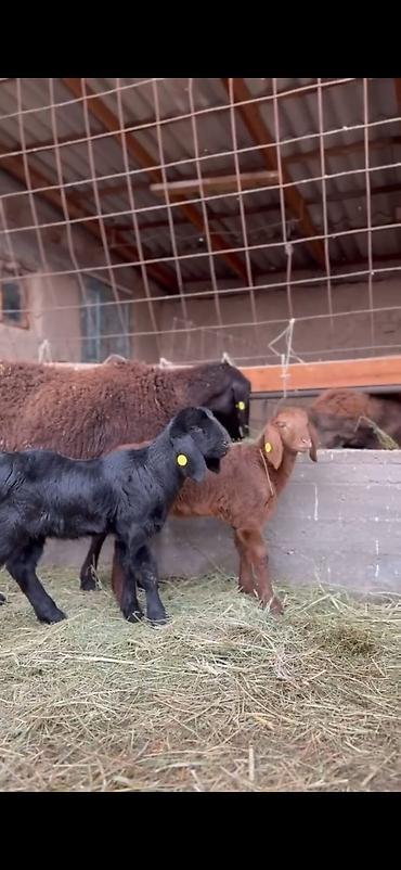 Qoyunlar, qoçlar: Qoyun və quzu dəsti - Ana qoyun: yerli ətlik-tip (qara başlı — 13