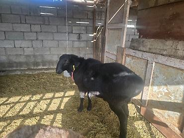 Баран, овца: Продаю | Баран (самец) | Для разведения | Осеменитель — 8