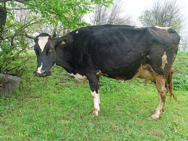 Продаю | Корова (самка) | Голштин | Искусственник