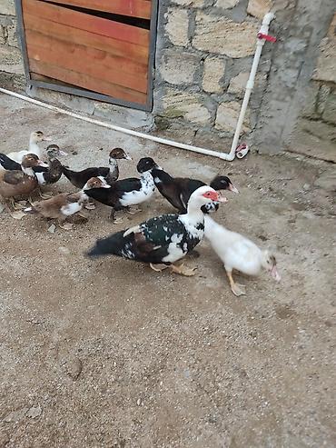 ruan ordek: Tam sagllam Lal ordekler 10 eded. 3 aylllig. bala. ve bir anna — 2