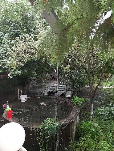 Günlük kirayə mənzillər: 2 otaqlı — 10