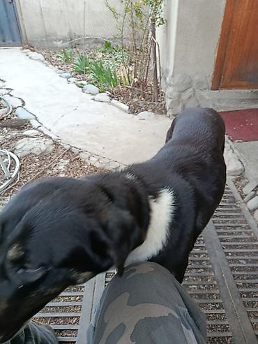 Другая автоэлектроника: Продаю контроллер 96-120 v 8- 15 kw с программным обеспечением,ЭБУ — 8