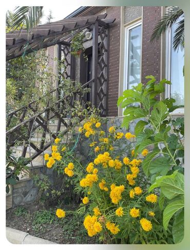 Uzunmüddətli kirayə evlər: 350 kv. m, 4 otaqlı — 13