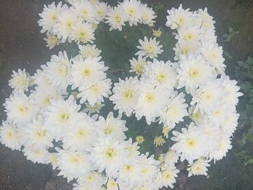 клубника пленка: Шаровидная хризантема сатылат.Жалан АК ону.Продается