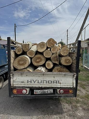 Дрова: Дрова Тополь — 11
