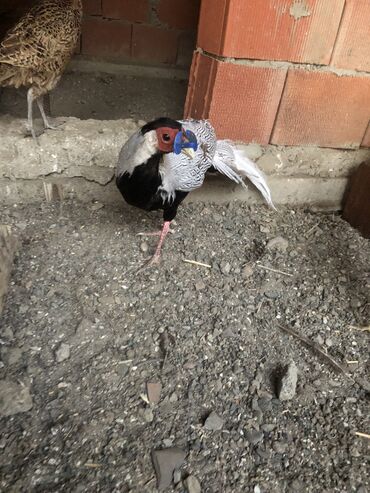 gence toyuq cuce: Gümüşü qirqovul xoruz