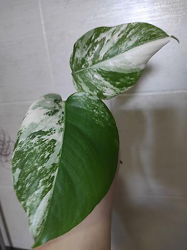 Монстеры: Монстера Альба Монстера Тайское Созвездие, черенки и взрослые цены — 28