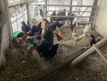 курица квочка: Продаю | Куры, Петух, Инкубационные яйца