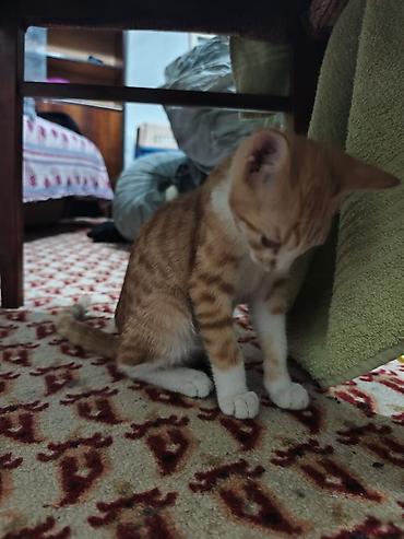 Продажа кошек: КОТЁНОК МАЛЬЧИК 2,5 МЕСЯЦА. Милый рыжебелый котёнок с короткой — 26