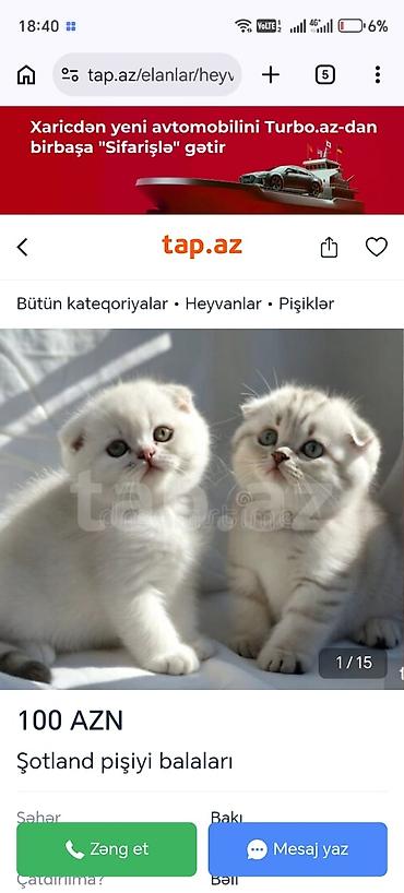 Pişiklər: Şinşilla — 7