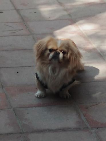 İtlər: Pekines, 1 il, Peyvəndli — 2