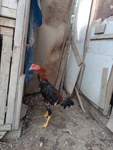 Xoruzlar: Heyratilar satilir tergidirem deye ne heyvanim var hamsini satiram her -da lalafo.az — 5 Xoruzlar: Heyratilar satilir tergidirem deye ne heyvanim var hamsini satiram her — 5