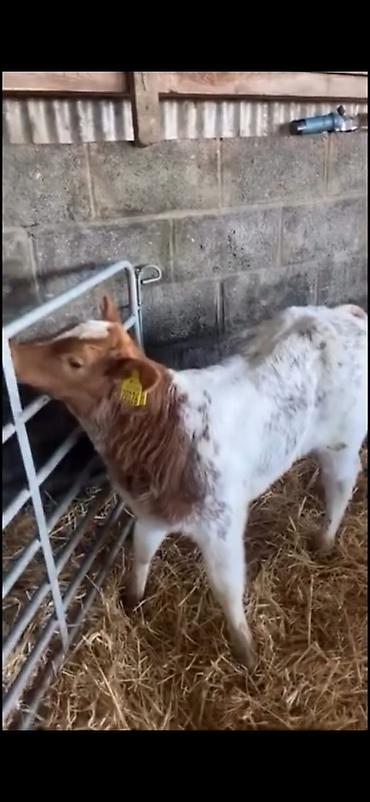 Dana, buzov: Satılır: erkək balalıq (dana) Xüsusiyyətlər: - Rəng: ağ-qırmızı — 9