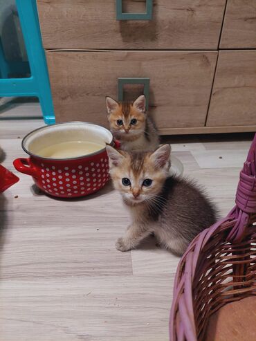 Pişiklər: Qızıl şinşilla, Dişi, Ünvandan götürmə — 2