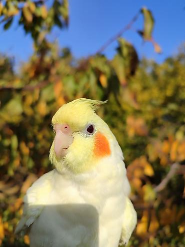 Tutuquşları: Erkək Karella satılır adı Ori di 7 aylıq quşdu ələ çiyinə başa rahat — 6