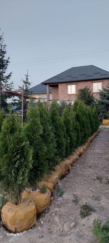 Декоративные деревья: Саженцы деревьев: Туи — 6