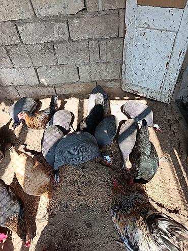 bocek satışı: Salam olsun firengdi yumurtalar satılır mayalidilar sayı azdi — 1