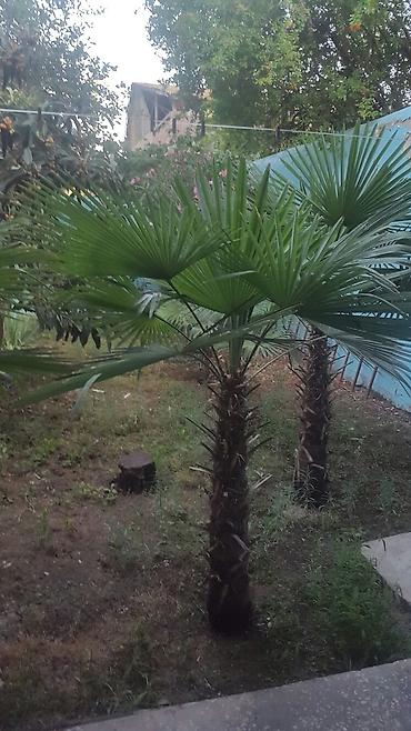 çilədağı bitkisi qiyməti: 17 illik palma ağacları biri 150 manat
Gəncə — 3