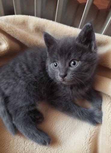 котенка в добрые руки: 2 месяца, Девочка, Приучена к лотку