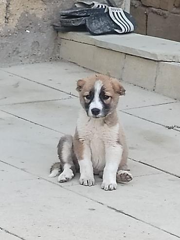 1 aylık doberman: Qurdbasar — 2