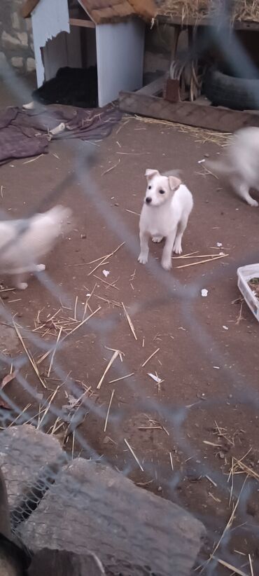 qurban bayrami qoyun sekilleri: 3 ay, Dişi, Ünvandan götürmə