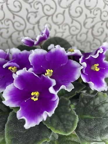 Фиалки и глоксинии: Фиалочки!!! Продам: 1. Укорененные черенки стандартных сортовых — 23