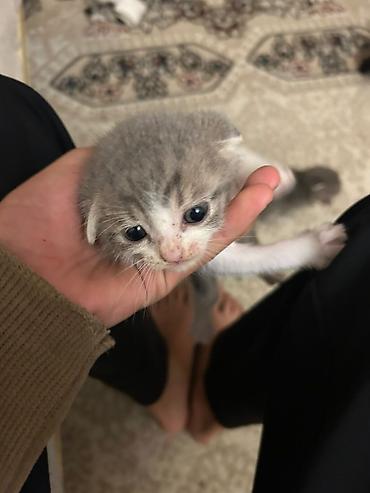 scottish fold satilir: Şotland yastı qulaq — 2