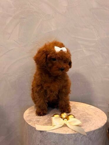 Psi: Toy pudla, žensko štene Odgajivačnica "Team AS Trajkovic" u ponudi ima — 3