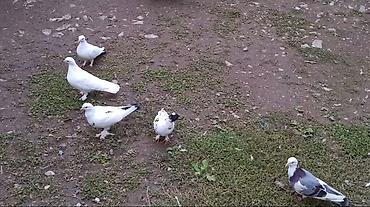 lal ordək balası satılır: Salam. Hamsi biyerde 15m — 1