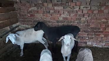 Баран, овца: Продаю | Баран (самец) | На забой | Кастрированные at lalafo.kg — 7 Баран, овца: Продаю | Баран (самец) | На забой | Кастрированные — 7