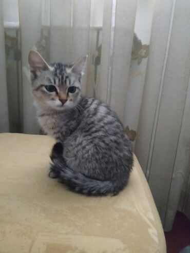 куда можно отдать кошку в бишкеке: 3 месяца, Девочка, Проглистована
