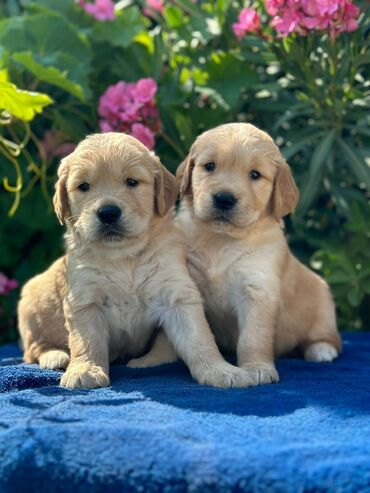 xaski itlər: Retriever, 2 ay, Erkek, Ünvandan götürmə, Pulsuz çatdırılma, Rayonlara çatdırılma