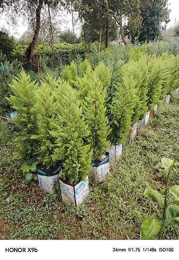 xolikan bitkisi: Thuja (Qızıl şam, leylandi tipli dekorativ iynəyarpaq) fidanları - — 7