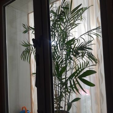 Садовые цветы и кустарники: Саженцы цветка: Пионы, Самовывоз at lalafo.kg — 17 Садовые цветы и кустарники: Саженцы цветка: Пионы, Самовывоз — 17